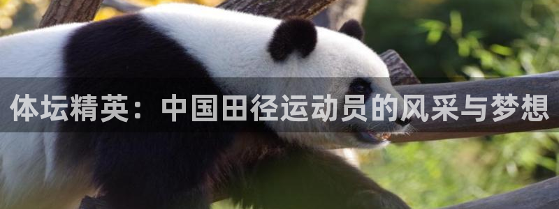 意昂3体育游戏：体坛精英：中国田径运动员的风采与梦想