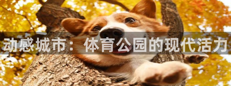 意昂3体育3在线注册：动感城市：体育公园的现代活力